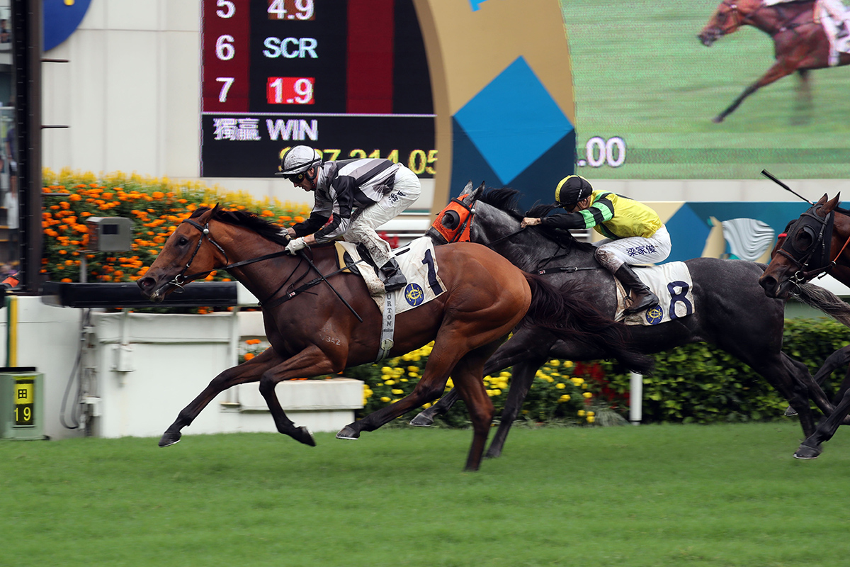 The David Hall-trained Little Giant, ridden by Zac Purton, takes the G3 Sha Tin Vase Handicap (1200m) at Sha Tin today.