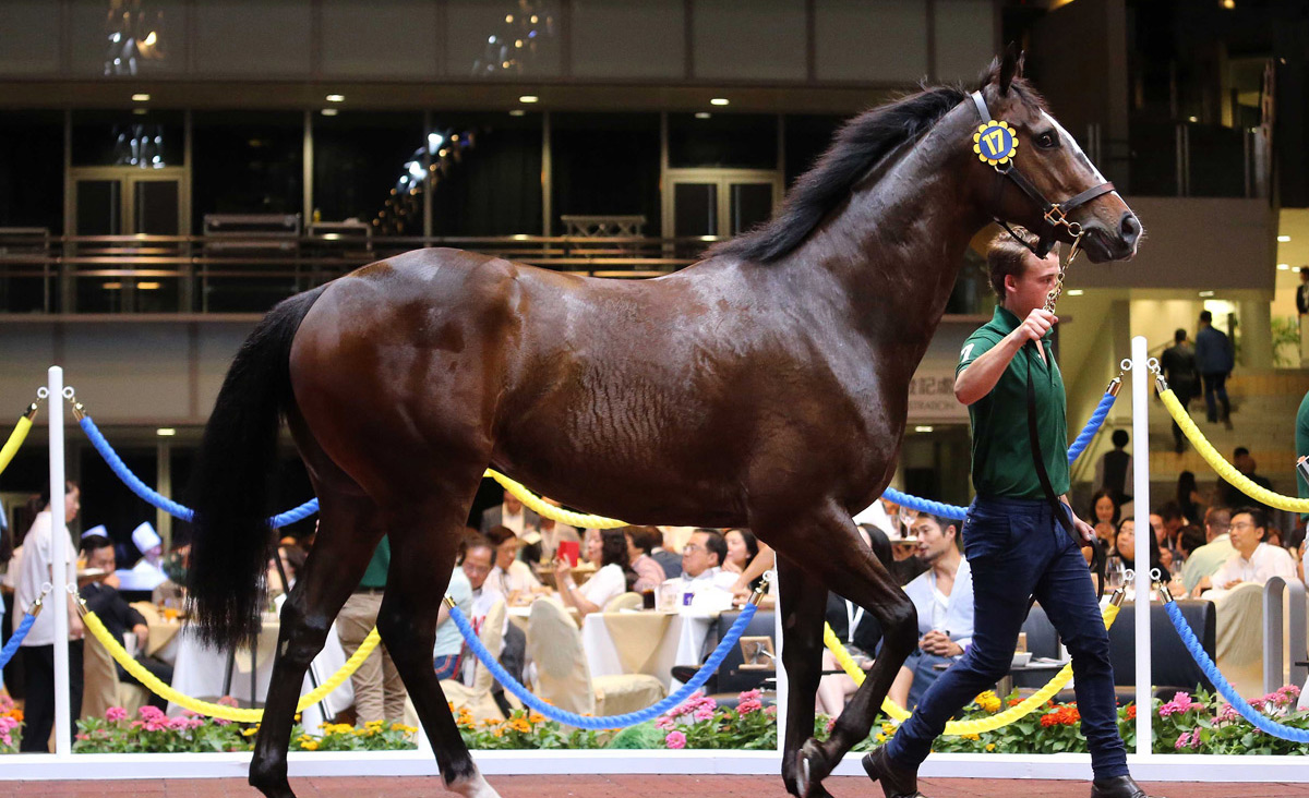 Lot 17 (Frankel ex Noelani) was bought by Vincent To Wai Keung for HK$4.5 million.
