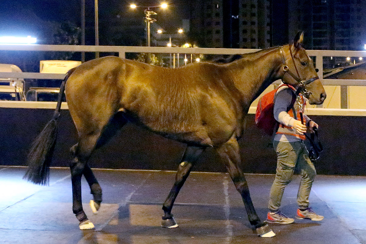 In Her Time (LONGINES Hong Kong Sprint)