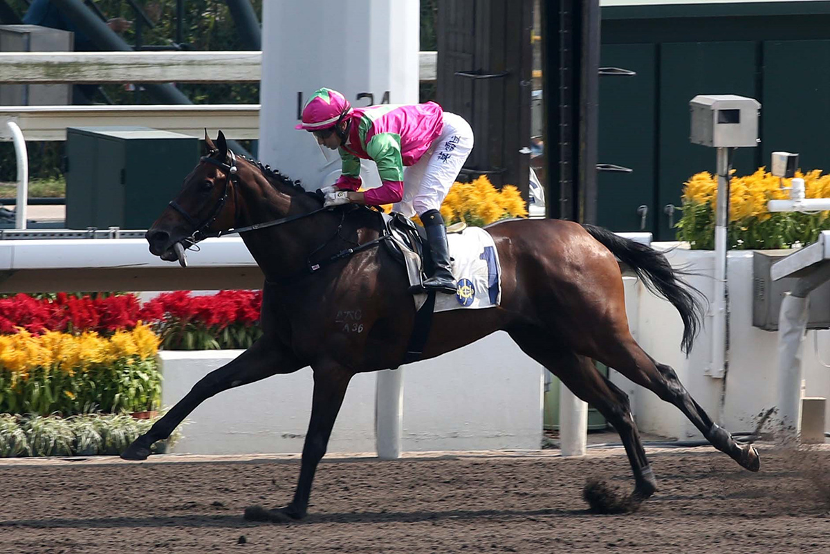 Elusive State is a six-time winner on the dirt at Sha Tin.