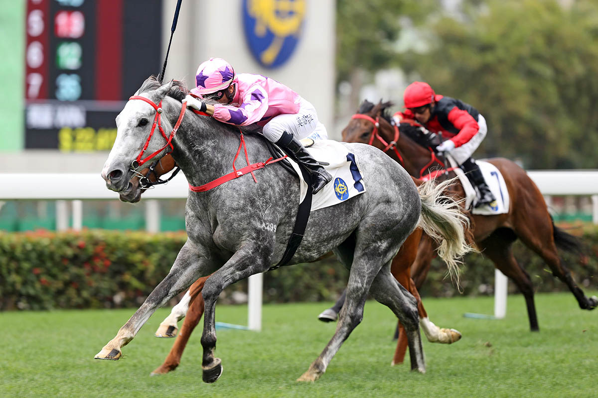 Hot King Prawn is a three-time G1 placegetter