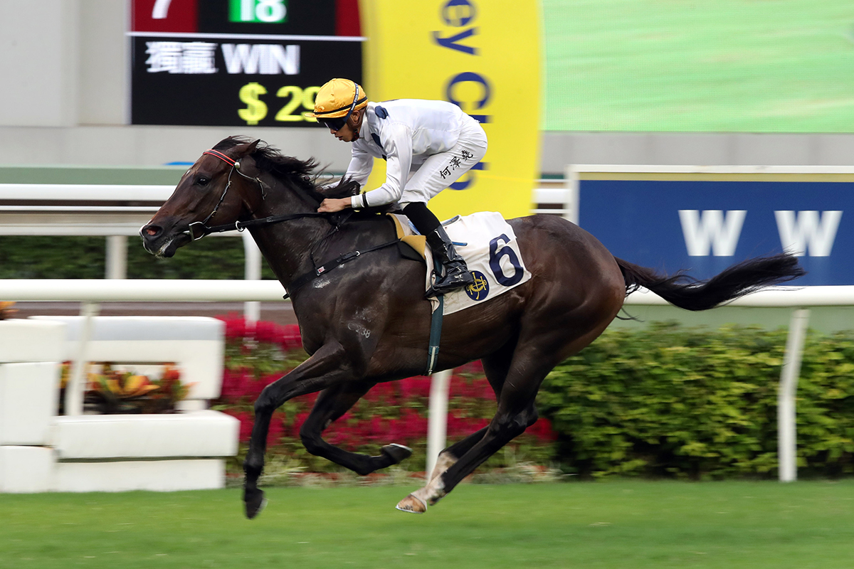The Francis Lui-trained Golden Sixty (No.6), with Vincent Ho on board, takes the G3 Celebration Cup (1400m) at Sha Tin Racecourse today.