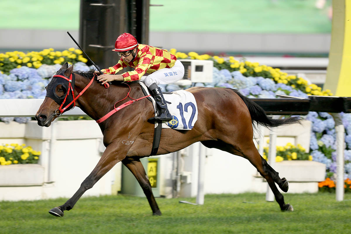 Shining Ace is a three-time victor over 1200m at Sha Tin.