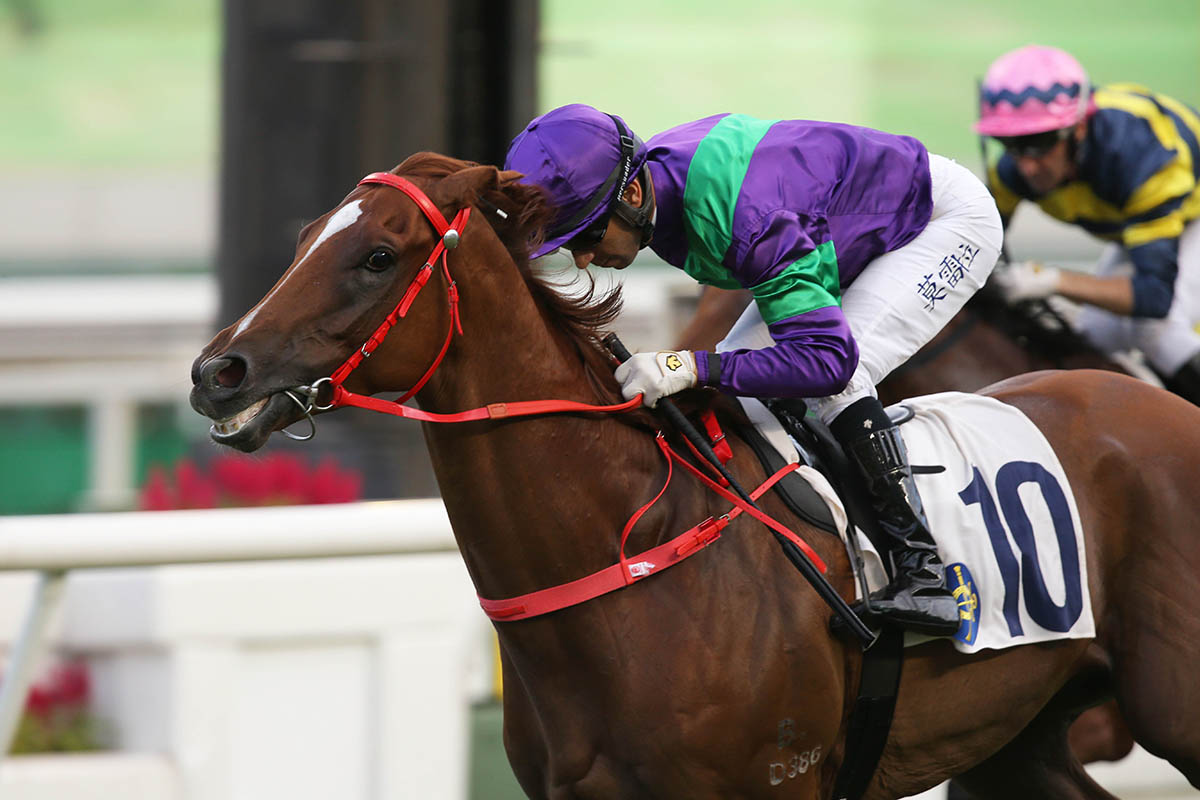 Excellent Proposal is on a Hong Kong Derby trail.