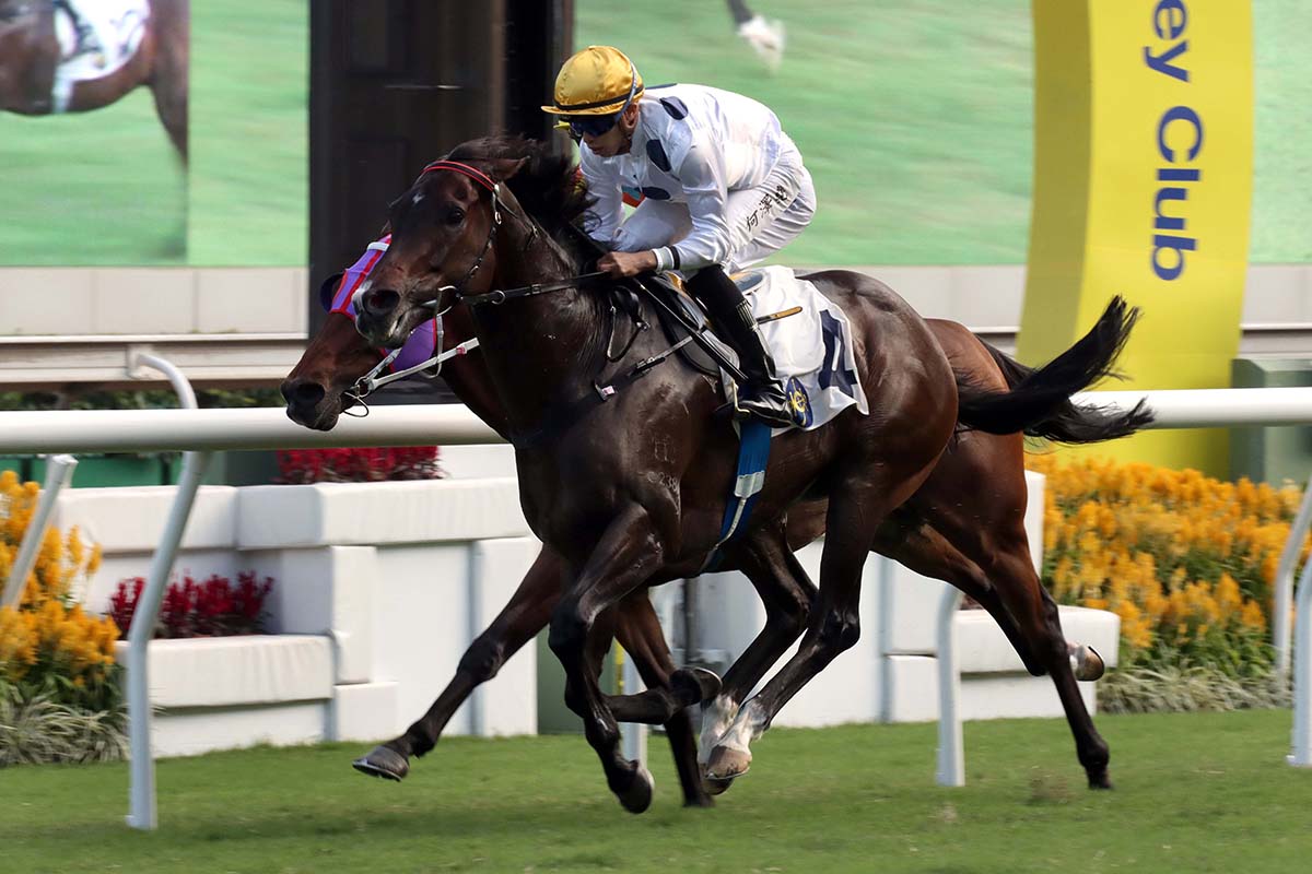 The Francis Lui-trained Golden Sixty (No. 4), ridden by Vincent Ho, takes the G2 Oriental Watch Sha Tin Trophy (1600m) today.