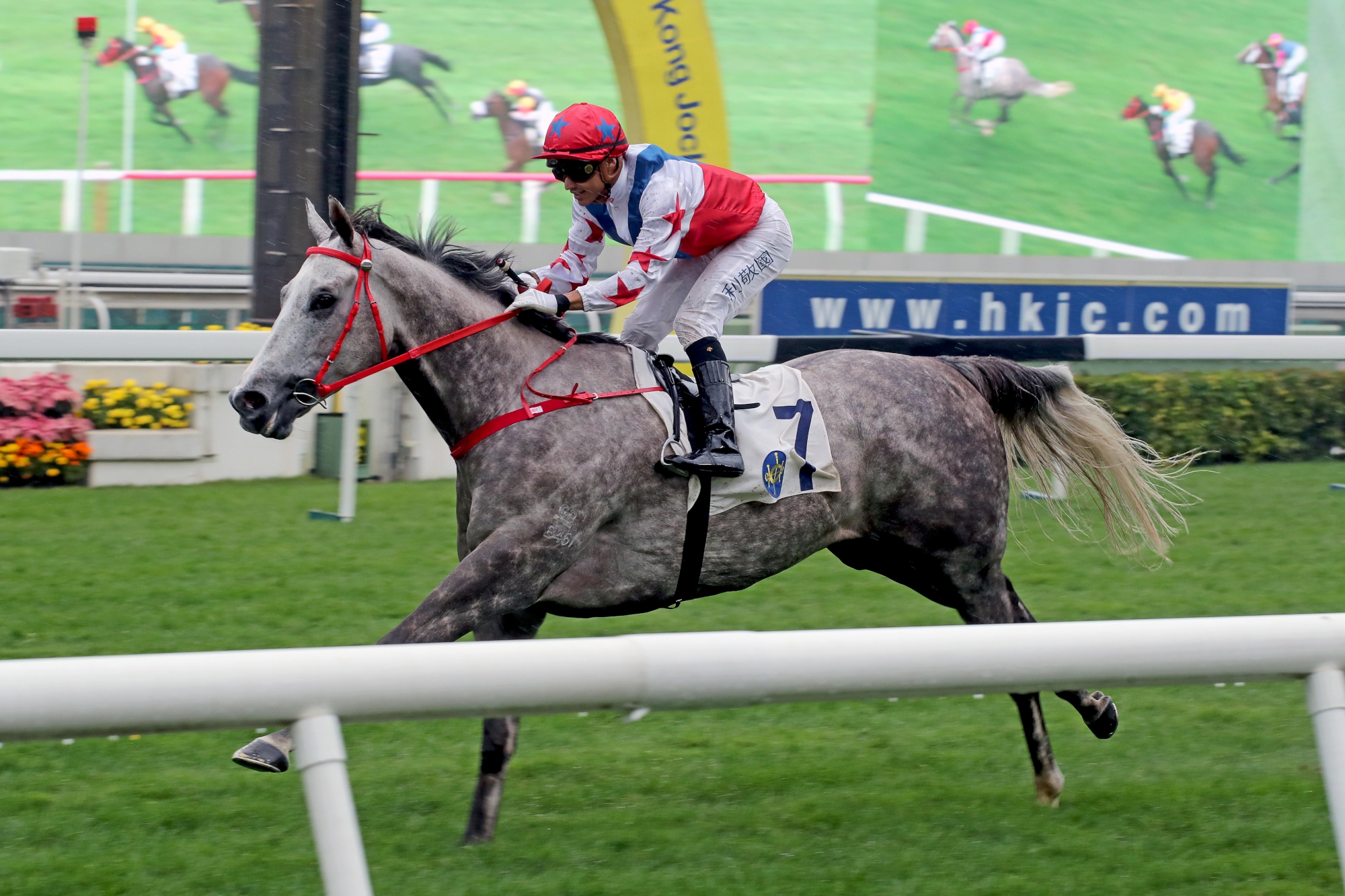 Big Party – HK : 2019 (December) G3 Bauhinia Sprint Trophy winner who can display a strong turn-of-foot on his day.