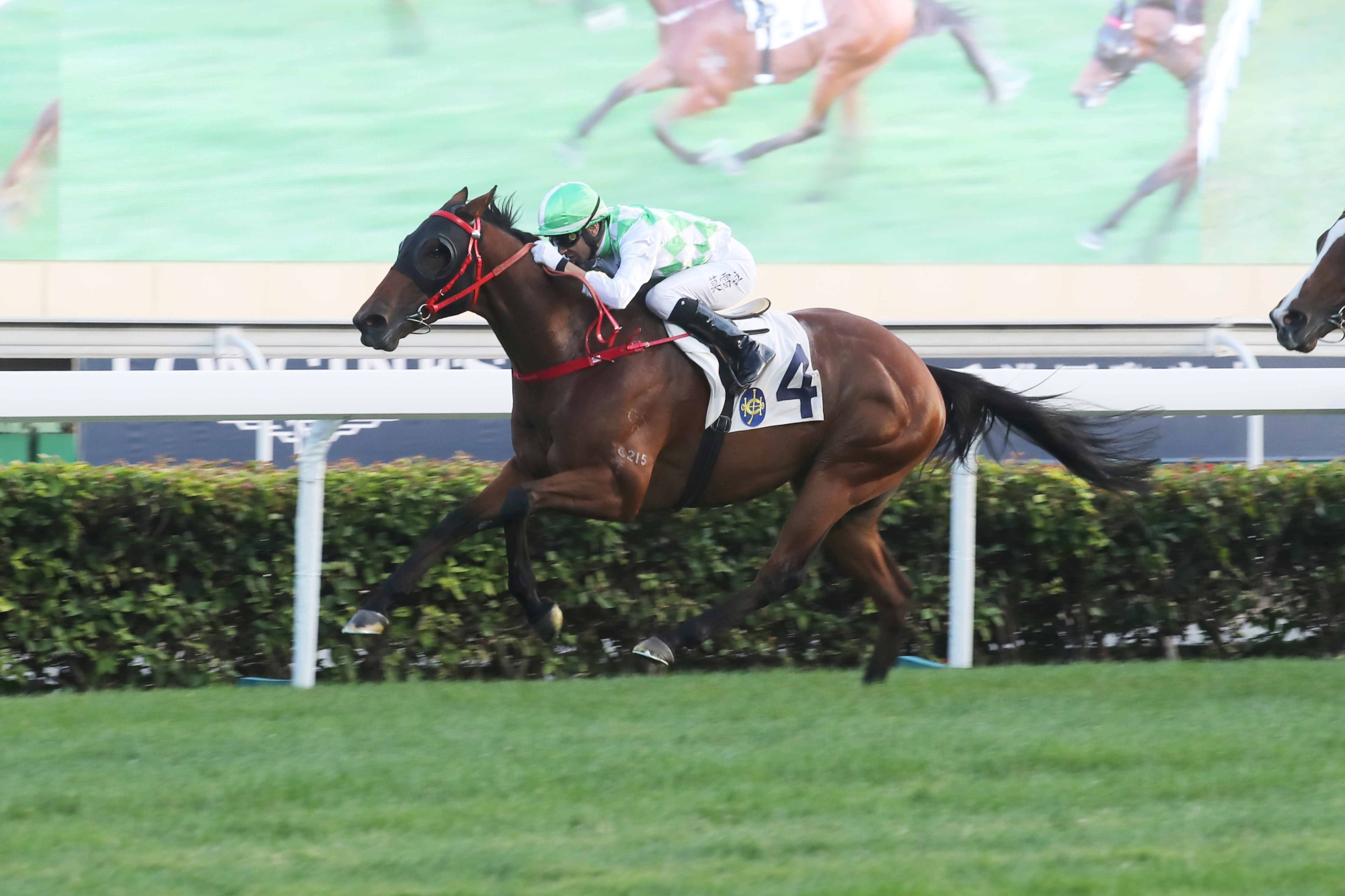 Fat Turtle – HK : Two-time Class 2 winner over 1200m; twice-placed at G3 level, latest finished sixth in G2 Jockey Club Sprint.