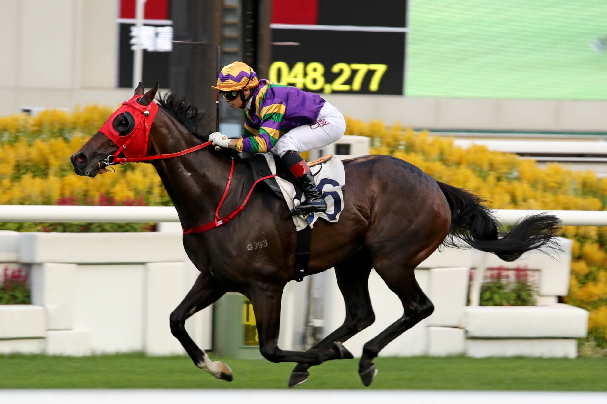 Perfect Match – HK : Eight-time winner from 17 starts; runner-up in G3 Premier Cup last season over 1400m; won first-up this term before fading to seventh in G2 Premier Bowl.