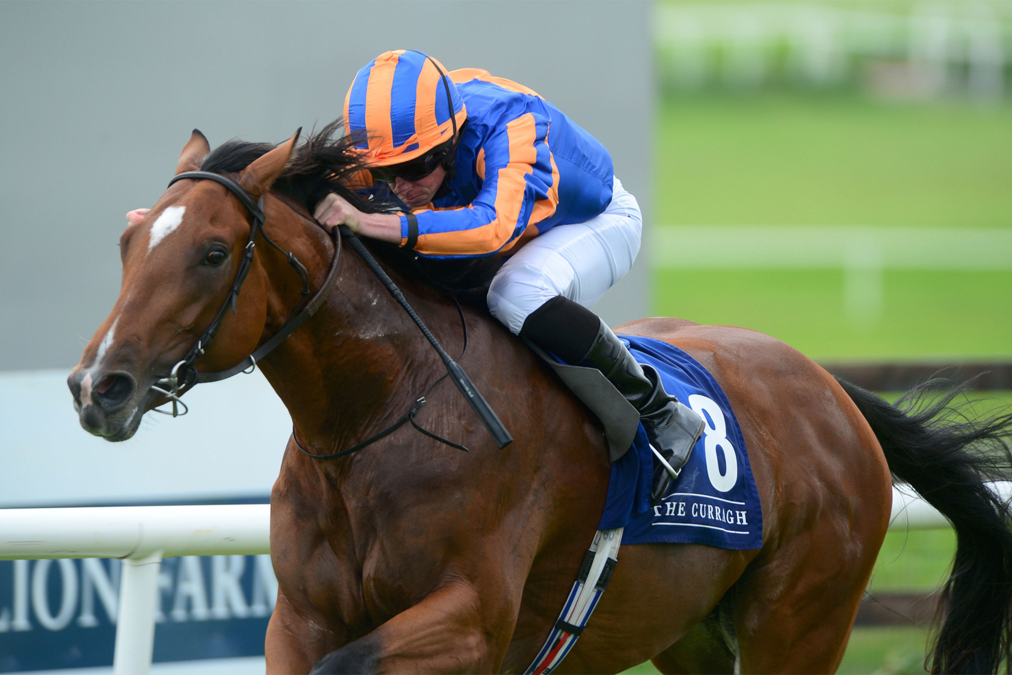 Mogul – IRE : G1 Grand Prix de Paris winner ahead of subsequent Arc second In Swoop; tough O’Brien-trained stayer.