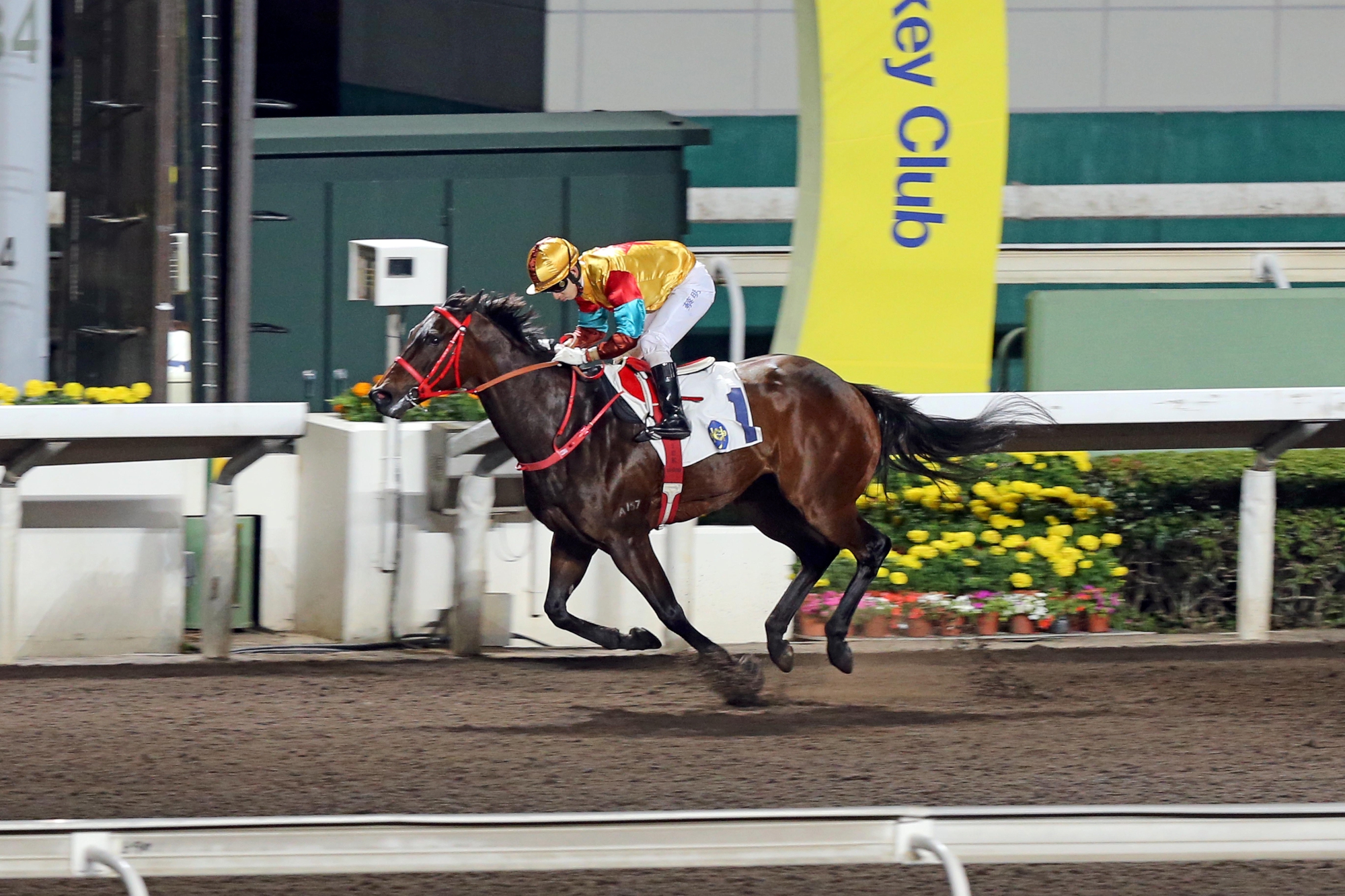 Big Time Baby – HK : Runner-up to Mr Stunning in last season’s G1 Chairman’s Sprint Prize; he has proven a solid performer on both the dirt and the turf with high-class runs on both.