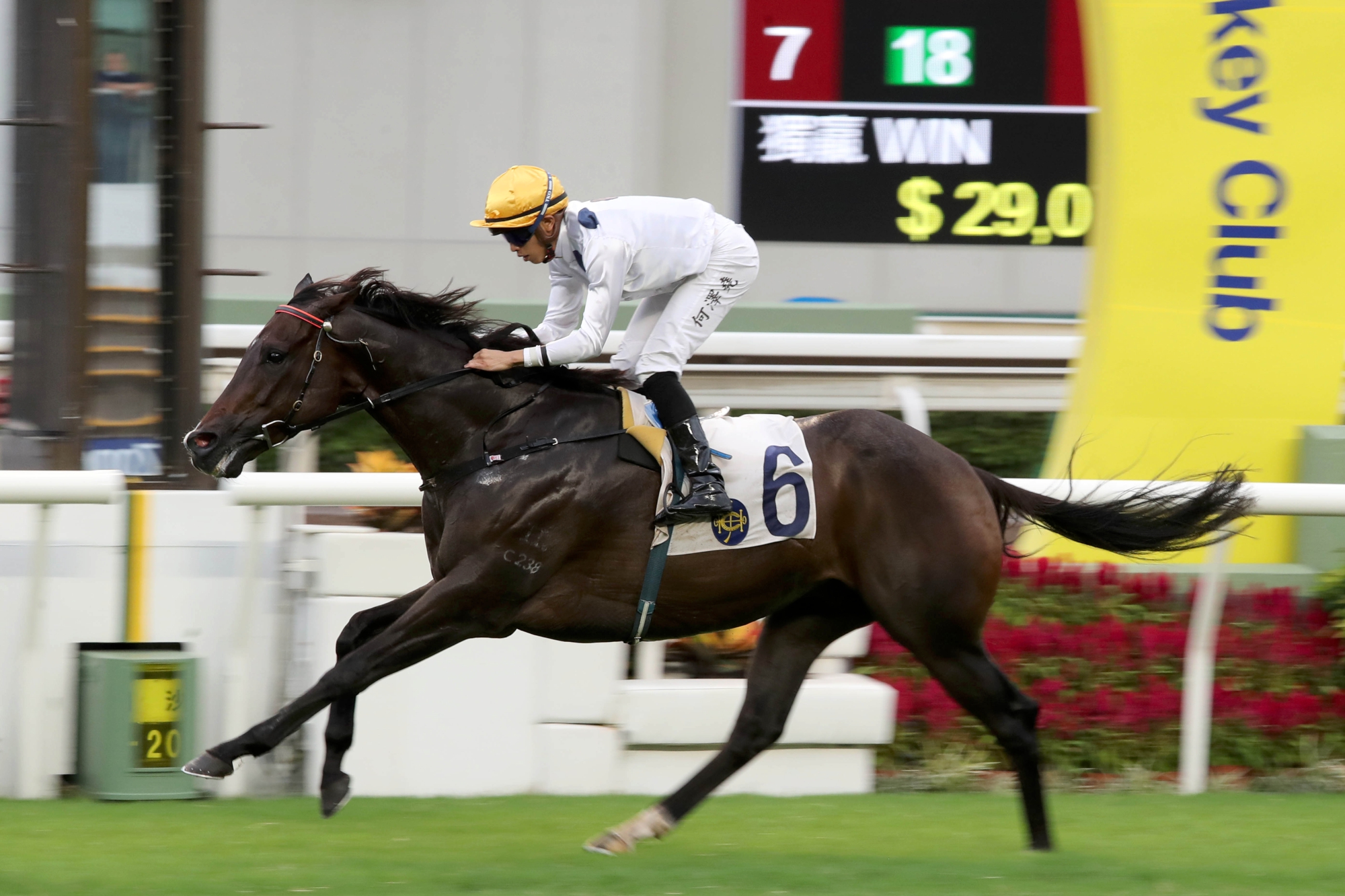 Golden Sixty – HK : Hong Kong’s rising star who has only tasted defeat once; swept Four-Year-Old Classic Series last season; won last 10 races including G3 Celebration Cup, G2 Sha Tin Trophy and G2 Jockey Club Mile.