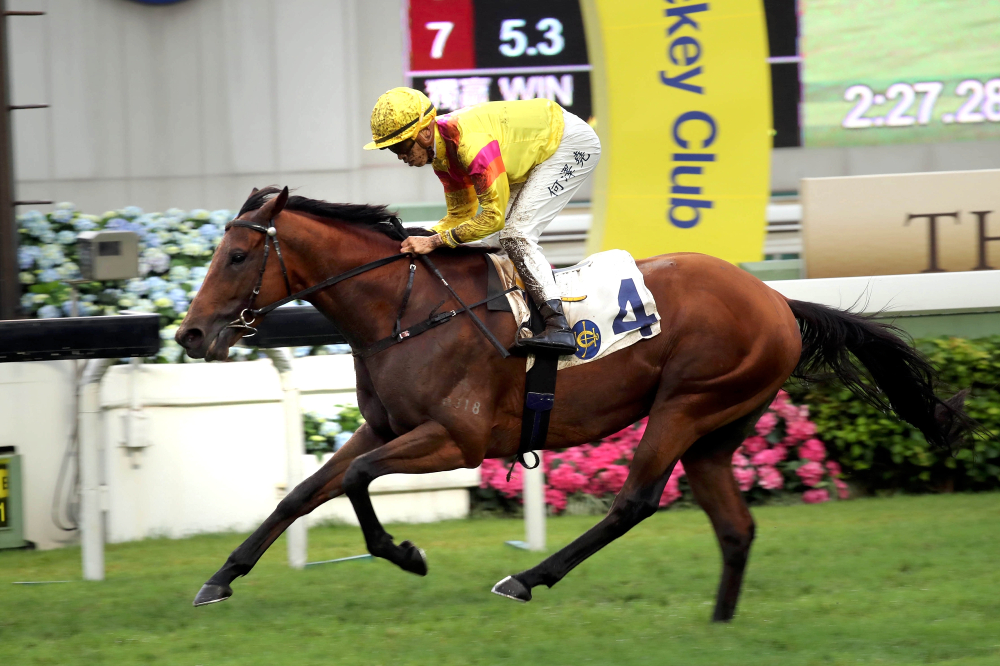 Ho Ho Khan – HK : Fair stayer with four HK wins to his name including G3 Queen Mother Memorial Cup in 2019.