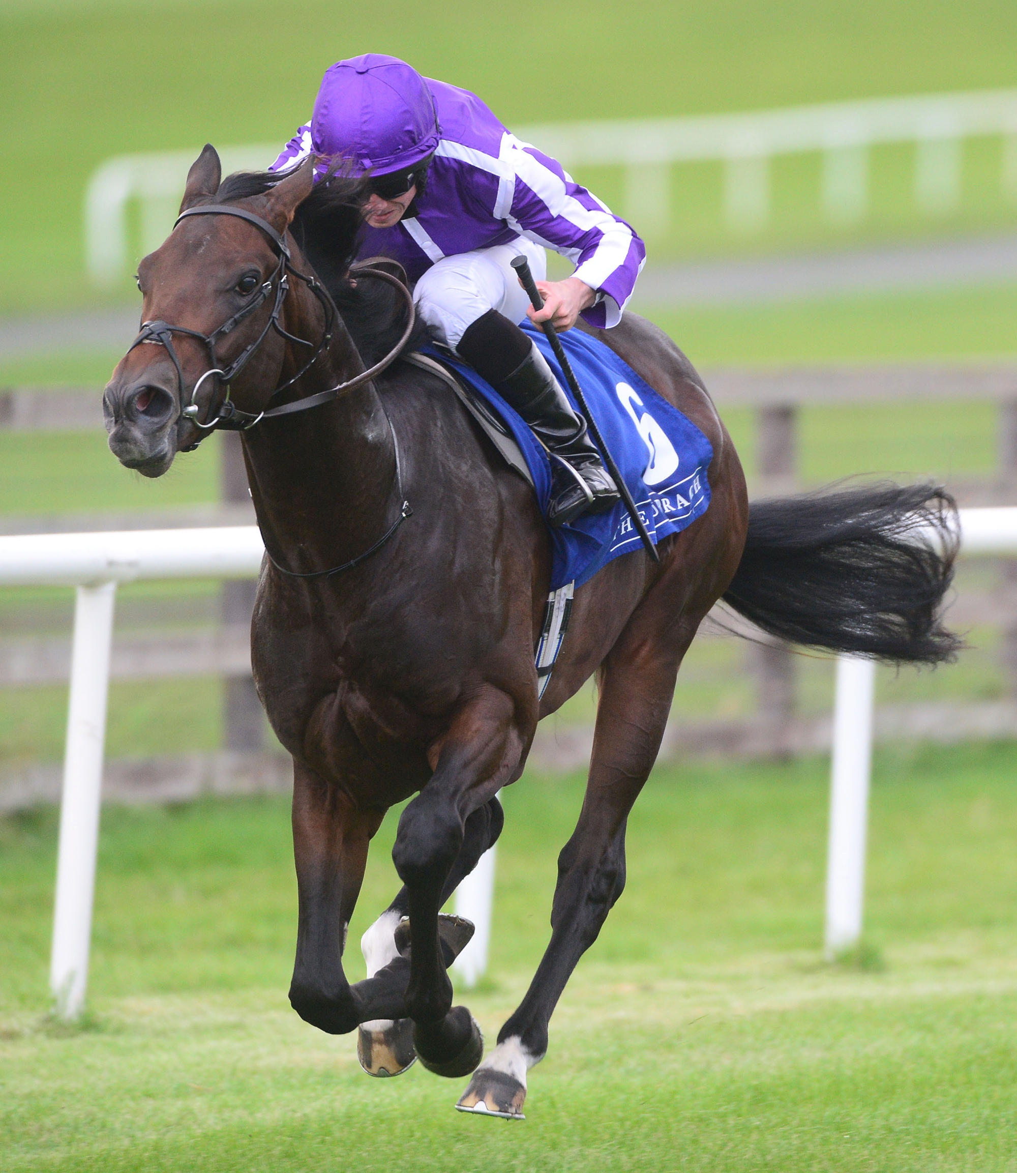 Lope Y Fernandez – IRE : Solid contender from the Ballydoyle brigade who has placed at G1 level four times; latest third to Order Of Australia in Breeders’ Cup Mile at Keeneland.