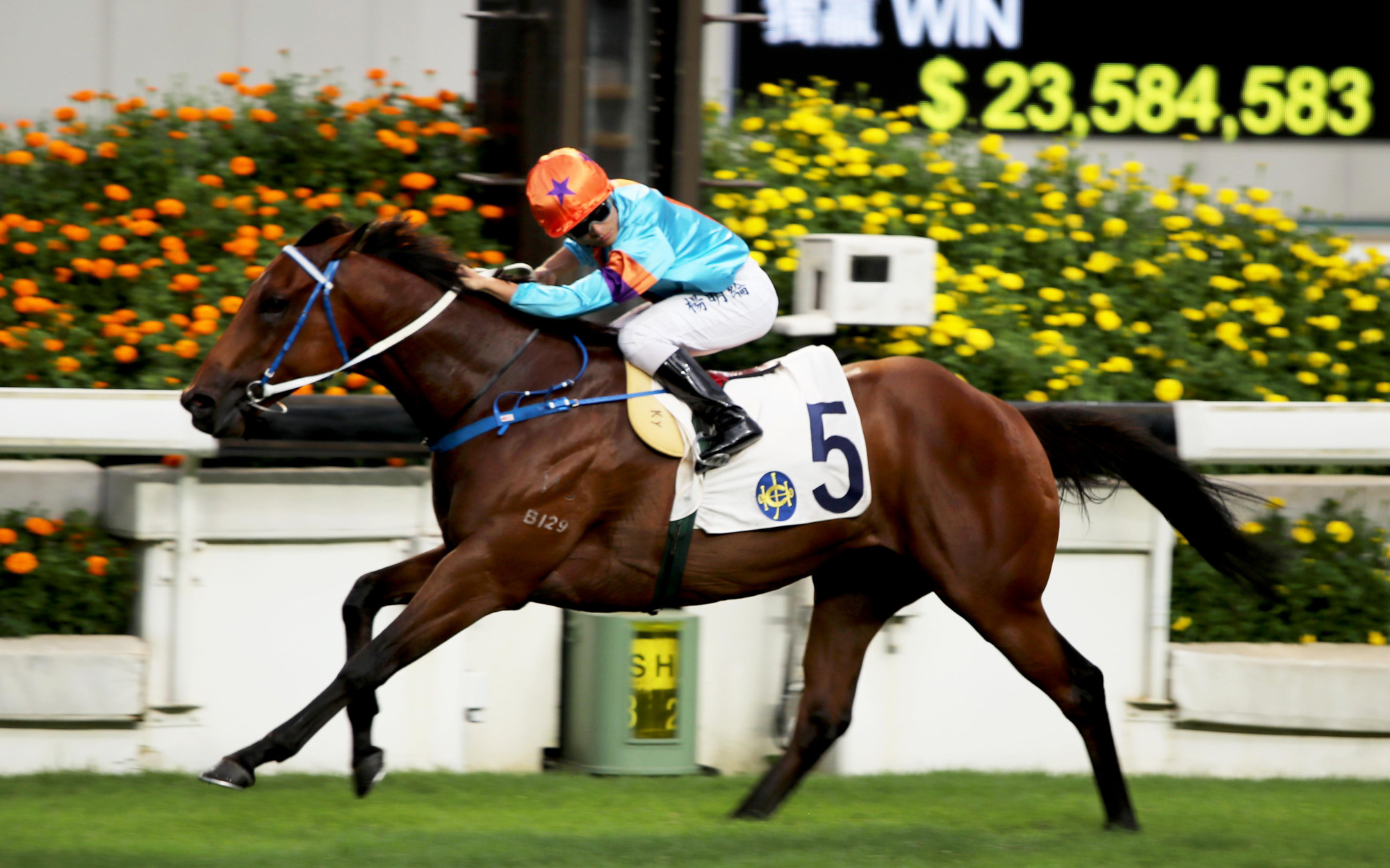 Dances With Dragon – HK : G1 winner in New Zealand pre-import; proven a solid performer since switching to Caspar Fownes’ yard adding four wins including G3 Premier Plate romp.