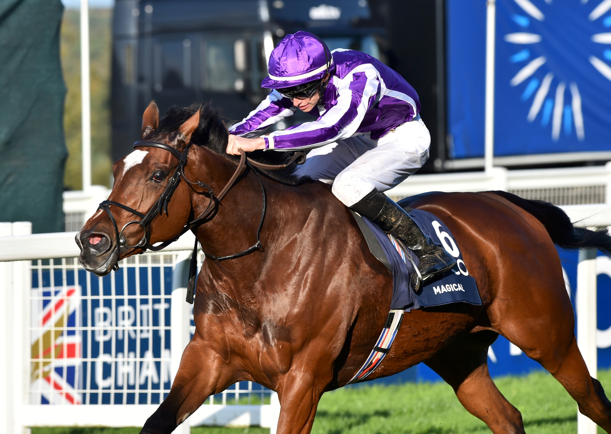 Magical – IRE : Aidan O’Brien’s brilliant seven-time G1 winner who holds a win over the World’s Best Racehorse Ghaiyyath three starts ago in Irish Champion Stakes.