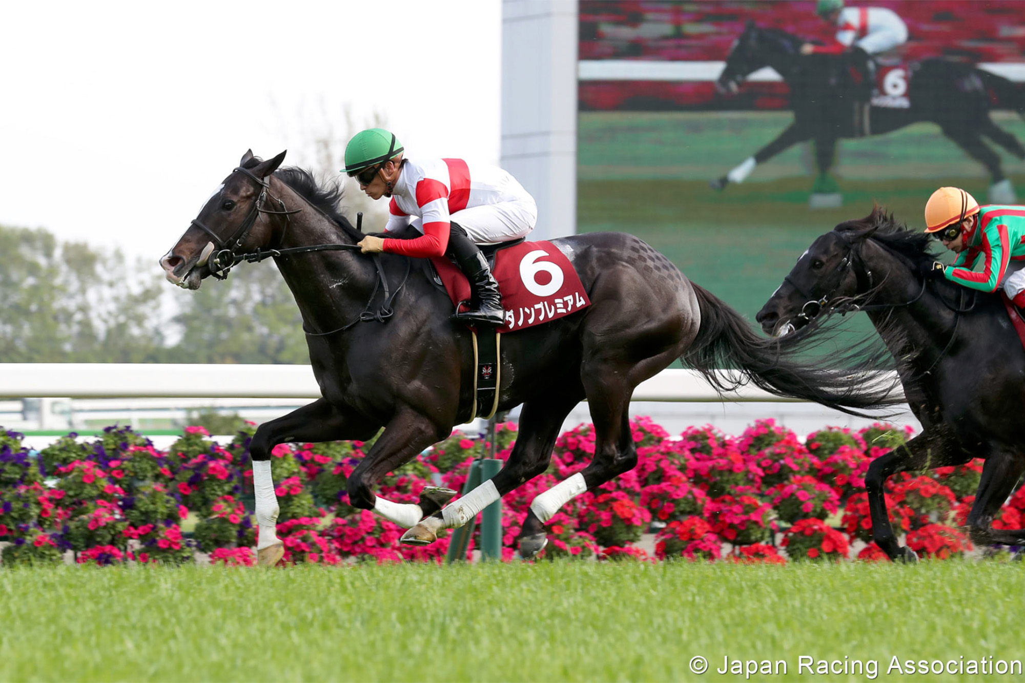 Danon Premium – JPN : G1 winner at two; runner-up to Almond Eye in last year’s G1 Tenno Sho Autumn; also campaign to Australia for third in G1 Queen Elizabeth Stakes.