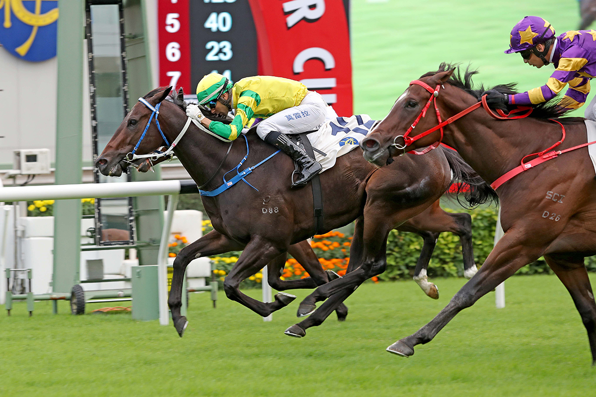 The Caspar Fownes-trained Sky Darci (No. 12), ridden by Joao Moreira, takes the Chevalier Cup at Sha Tin Racecourse today.