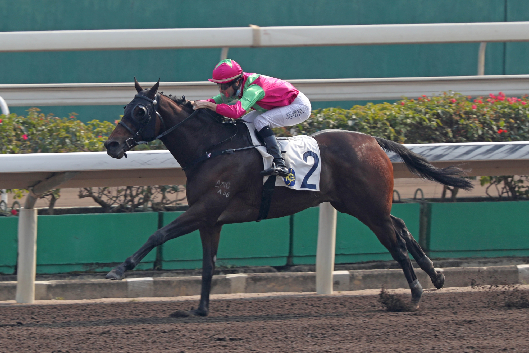 Elusive State is one of Hong Kong’s top dirt performers.