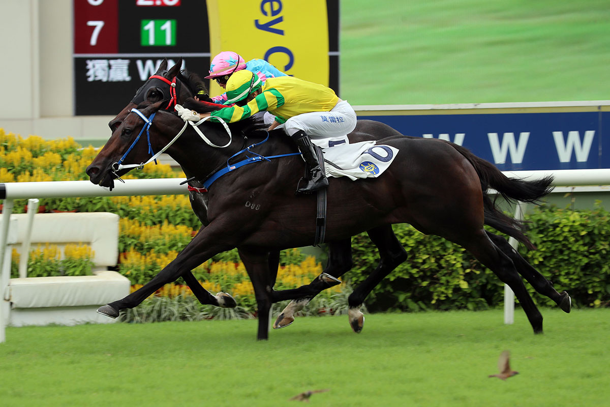 The Caspar Fownes-trained Sky Darci, ridden by Joao Moreira, wins the Group 3 Lion Rock Trophy Handicap at Sha Tin Racecourse today.