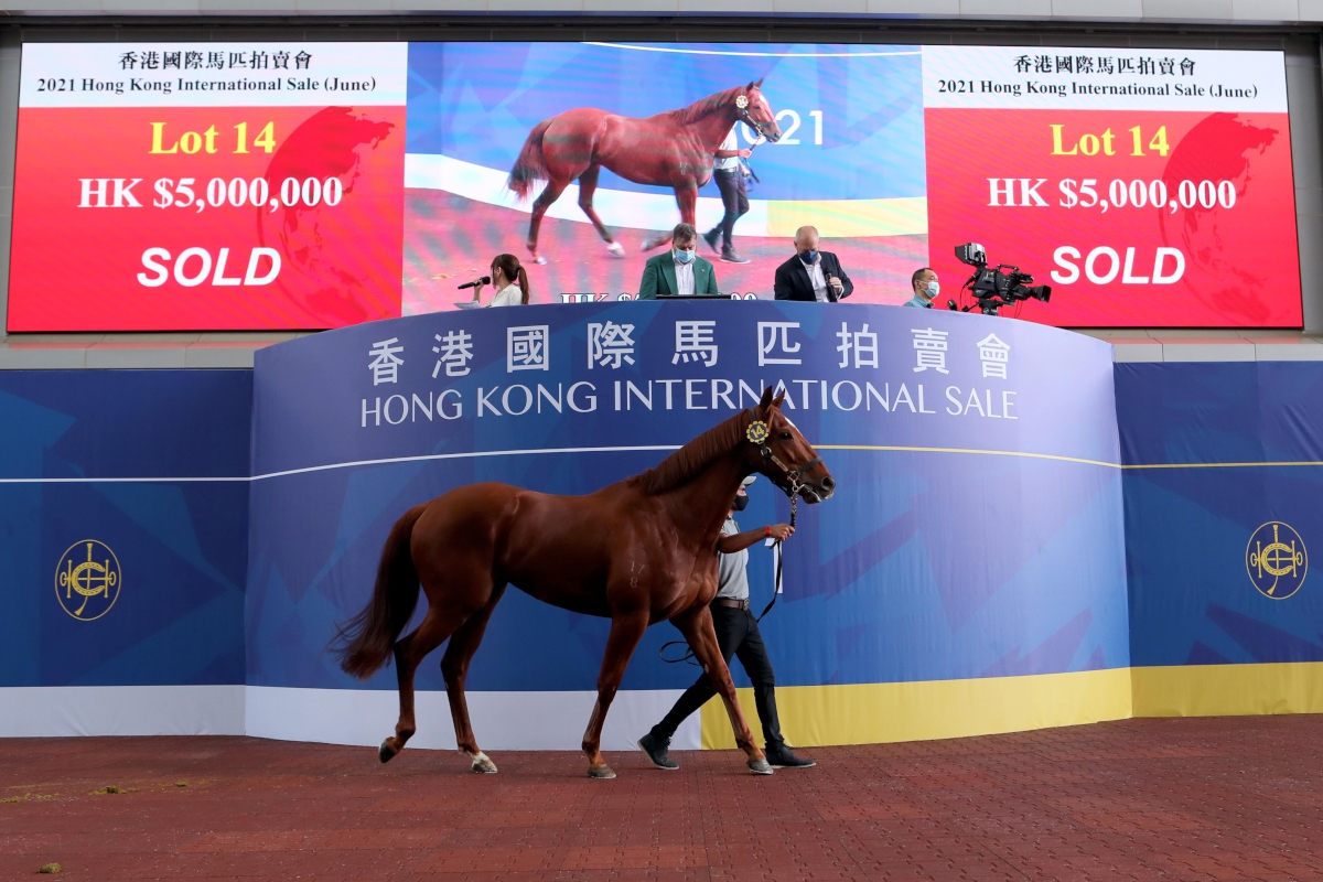 Lot 14, a son of Sebring out of Fashion, sells for HK$5 million, the highest price at today’s sale.