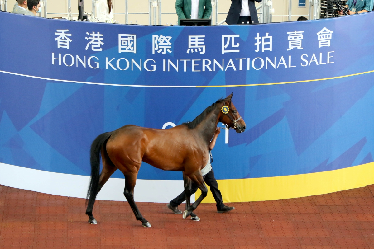 Lot 9, a son of Acclamation out of Folk Melody, sells for HK$4.8 million.