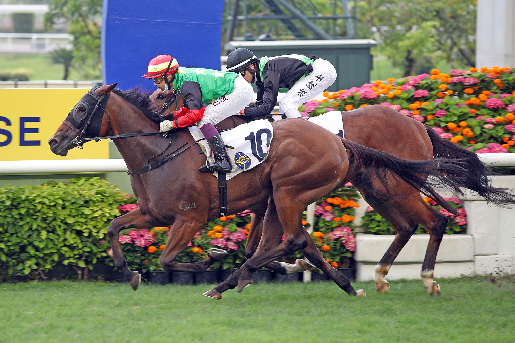 The Richard Gibson-trained Cordyceps Six takes the G3 Sha Tin Vase Handicap (1200m) under Alexis Badel at Sha Tin Racecourse today.