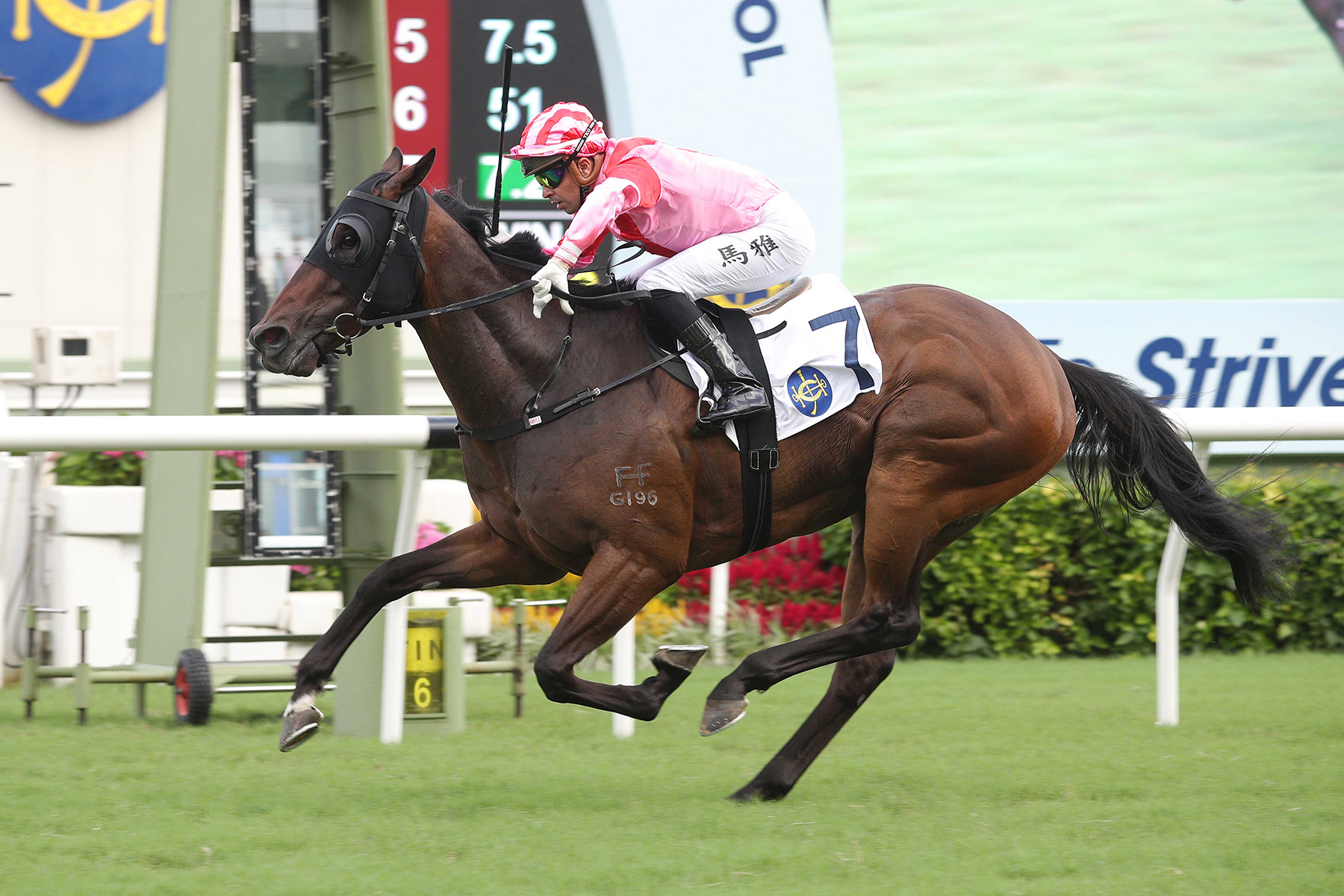 The Douglas Whyte-trained Ace One takes the Class 3 Apprentice Jockeys’ School 50th Anniversary Cup Handicap (1200m) under Ruan Maia at Sha Tin Racecourse today (Sunday, 5 June).