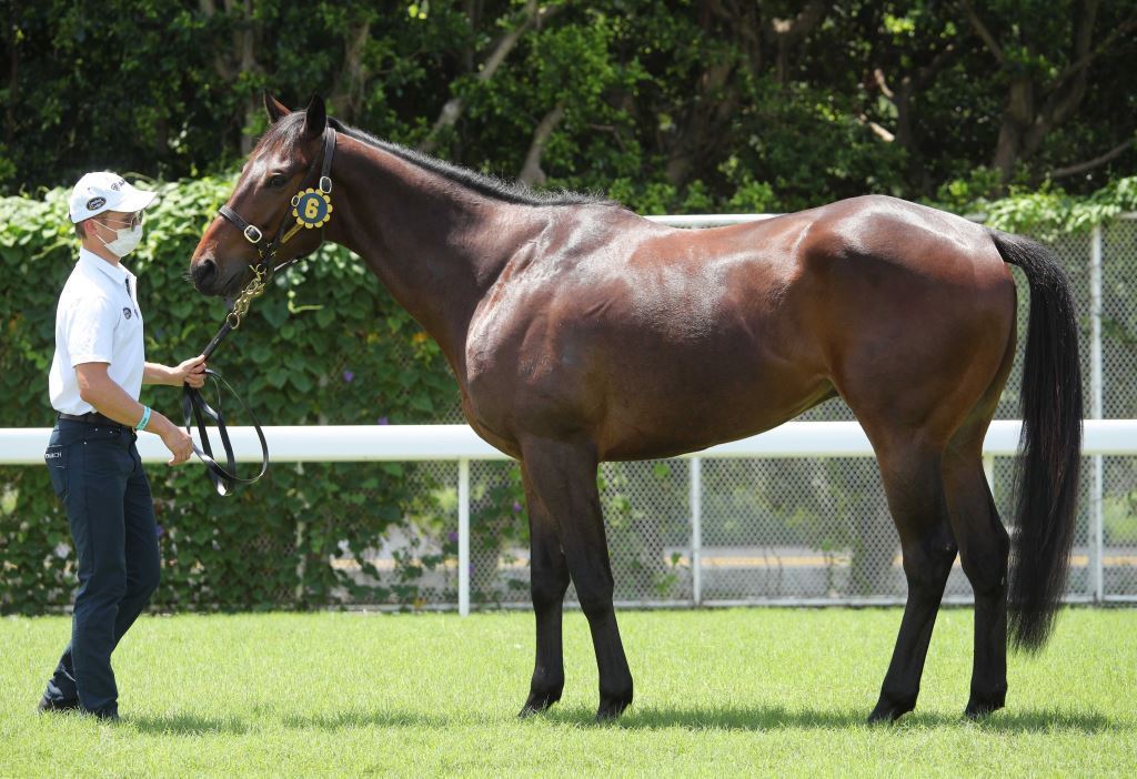 Lot 6, a New Zealand-bred bay gelding by Savabeel, the sire of Rattan.