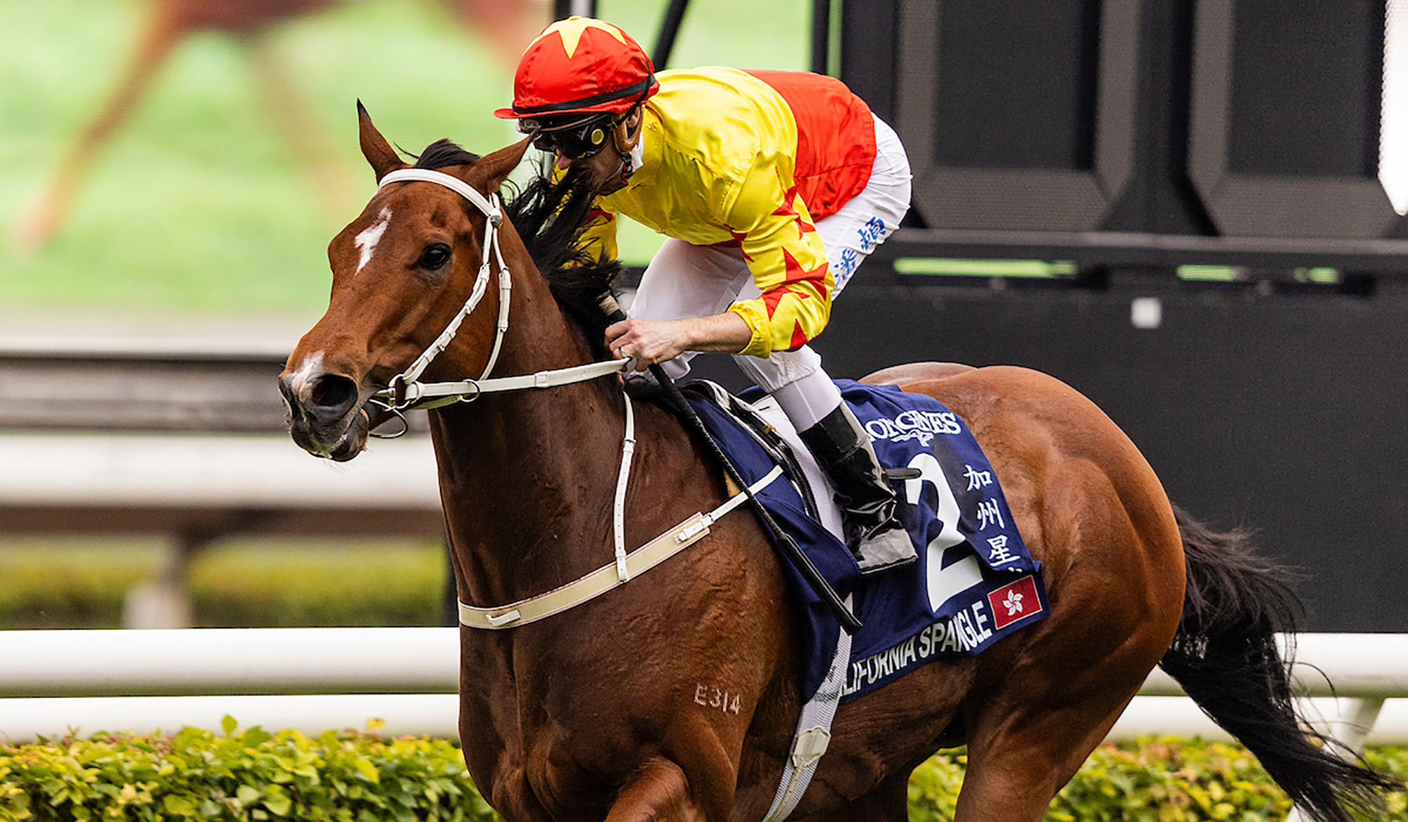 California Spangle is back for Sha Tin Trophy defence – Racing News ...